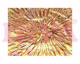 Design Bladgoud Folie No. 4 - Beauty by Wenn